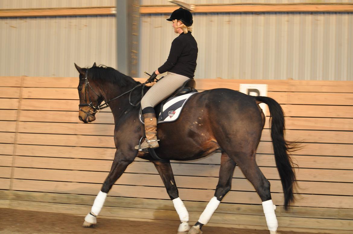 Dansk Varmblod Bonjour billede 6