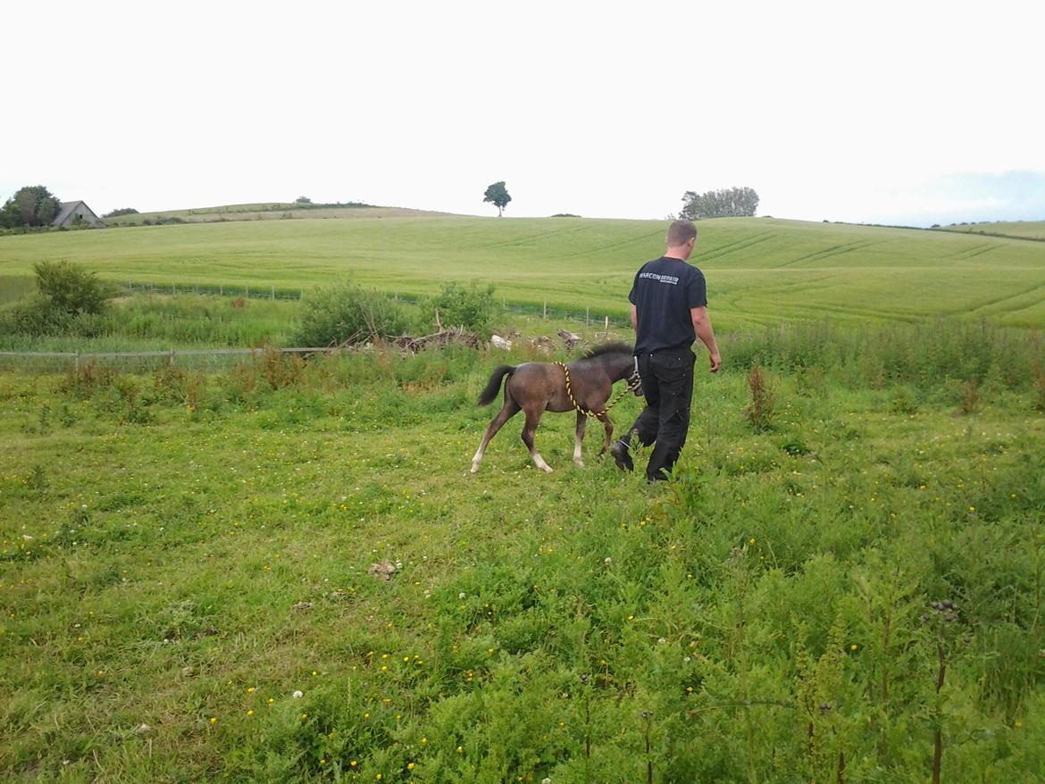 Welsh Mountain (sec A) Padesølund's  Appel Jack   SOLGT billede 10
