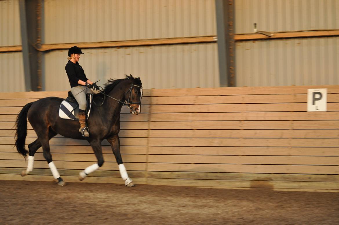 Dansk Varmblod Bonjour billede 7