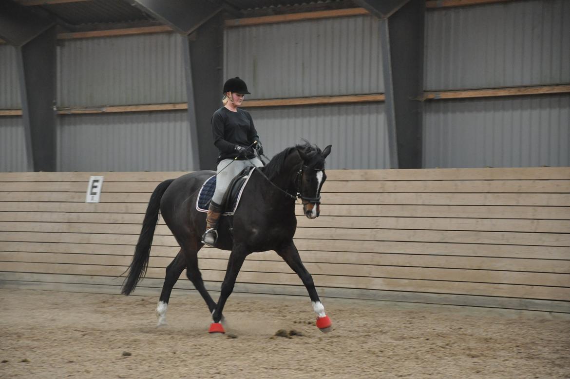 Dansk Varmblod Bonjour billede 8