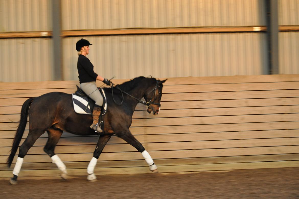 Dansk Varmblod Bonjour billede 9