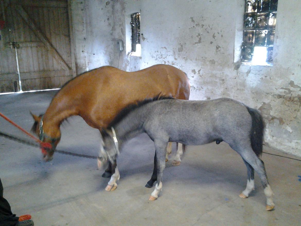 Welsh Mountain (sec A) Padesølund's  Appel Jack   SOLGT - D.12/8-12 billede 11