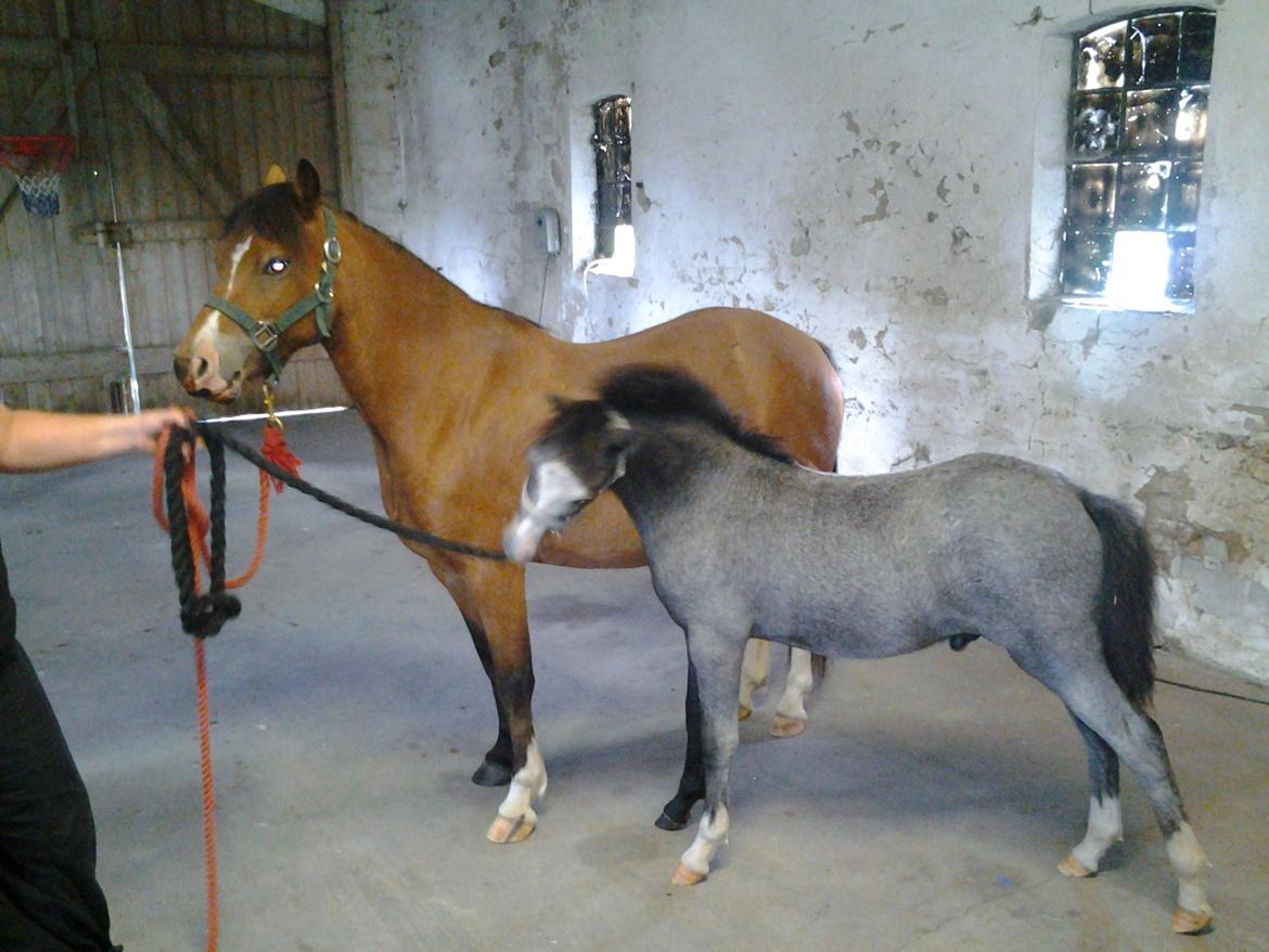 Welsh Mountain (sec A) Padesølund's  Appel Jack   SOLGT billede 12