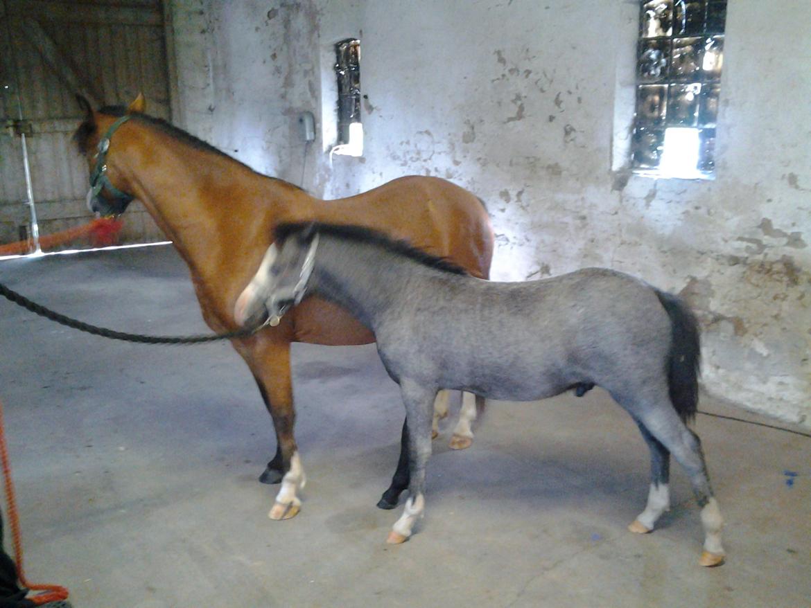 Welsh Mountain (sec A) Padesølund's  Appel Jack   SOLGT billede 13