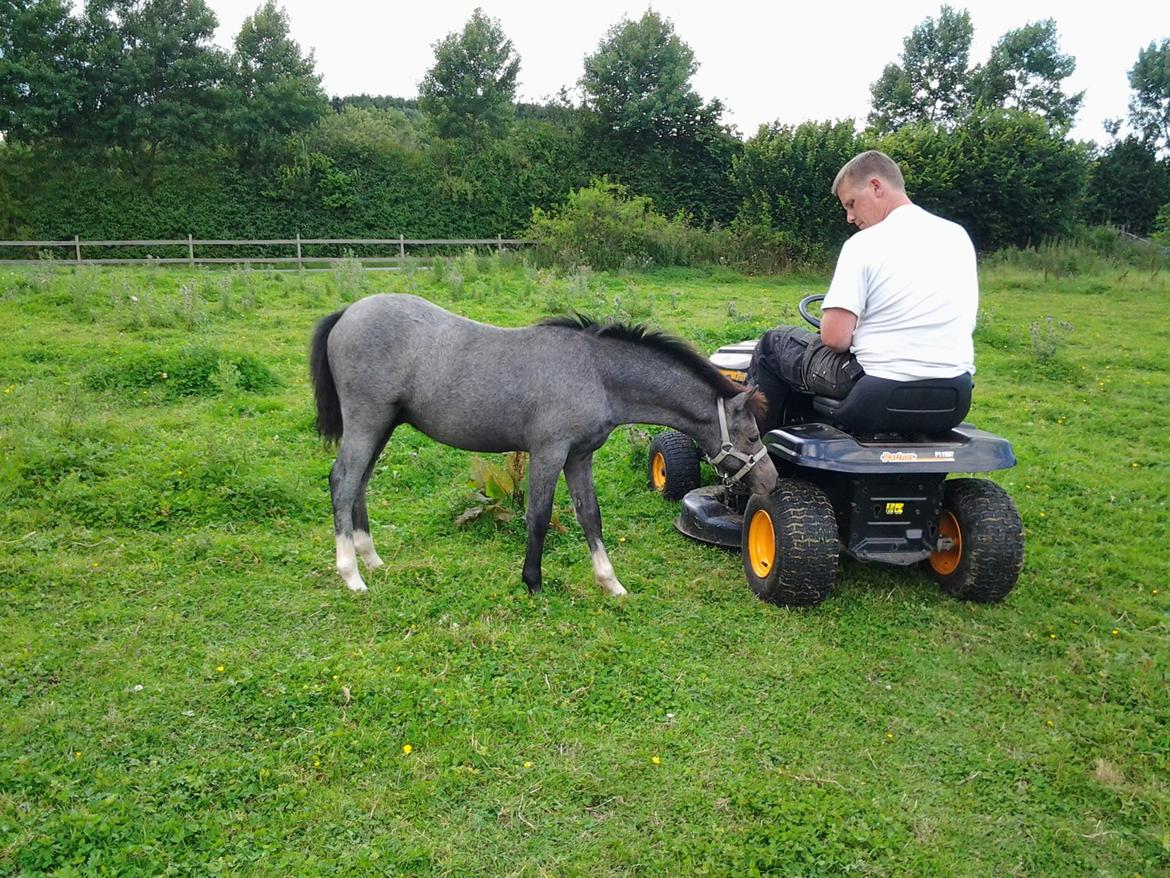 Welsh Mountain (sec A) Padesølund's  Appel Jack   SOLGT billede 14