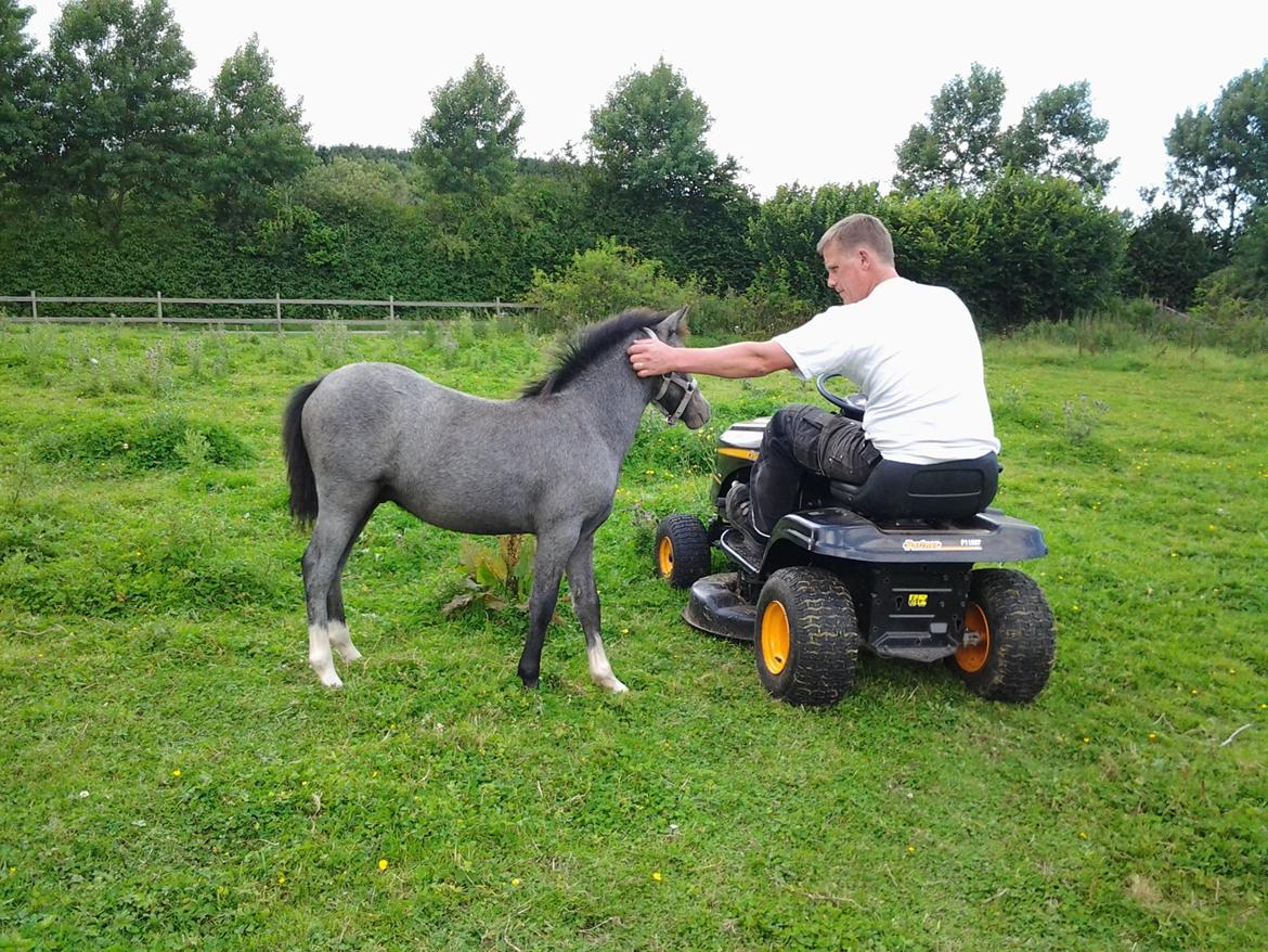 Welsh Mountain (sec A) Padesølund's  Appel Jack   SOLGT billede 15