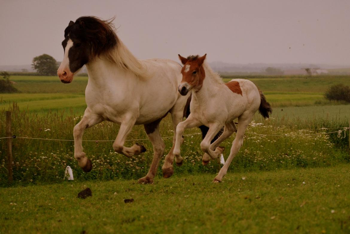 Islænder Mímir fra Havshøj - You know you truly love somebody when they hurt you so badly, but all you can think about it is the times when they made you smile. billede 5