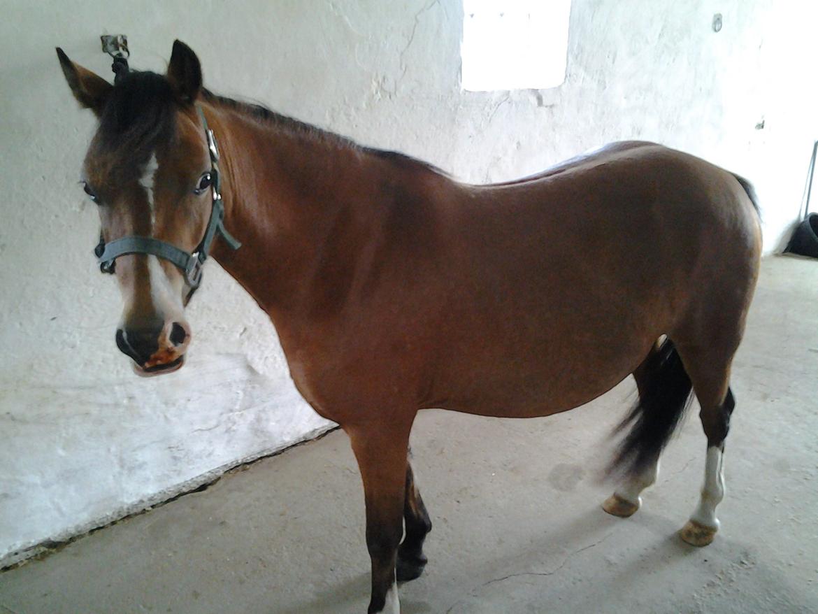 Welsh Mountain (sec A) Llwynneath Jennywren  R.I.P  billede 2