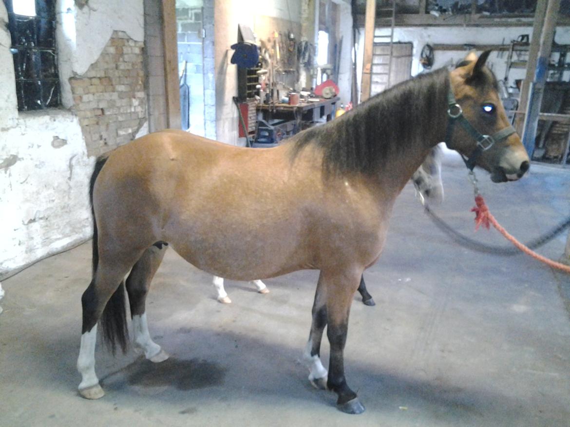 Welsh Mountain (sec A) Llwynneath Jennywren  R.I.P  billede 10