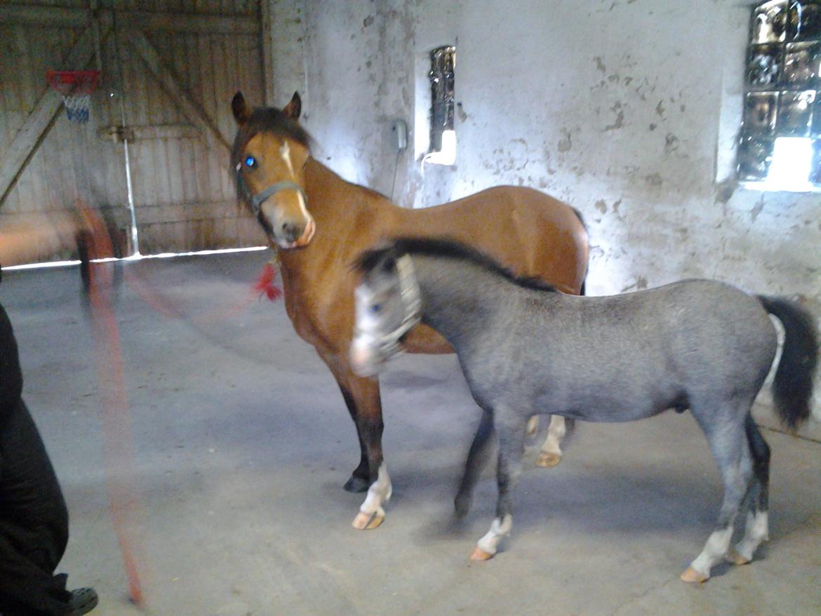 Welsh Mountain (sec A) Llwynneath Jennywren  R.I.P  billede 11