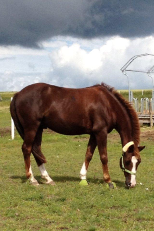 DSP Markant. SOLGT! billede 5