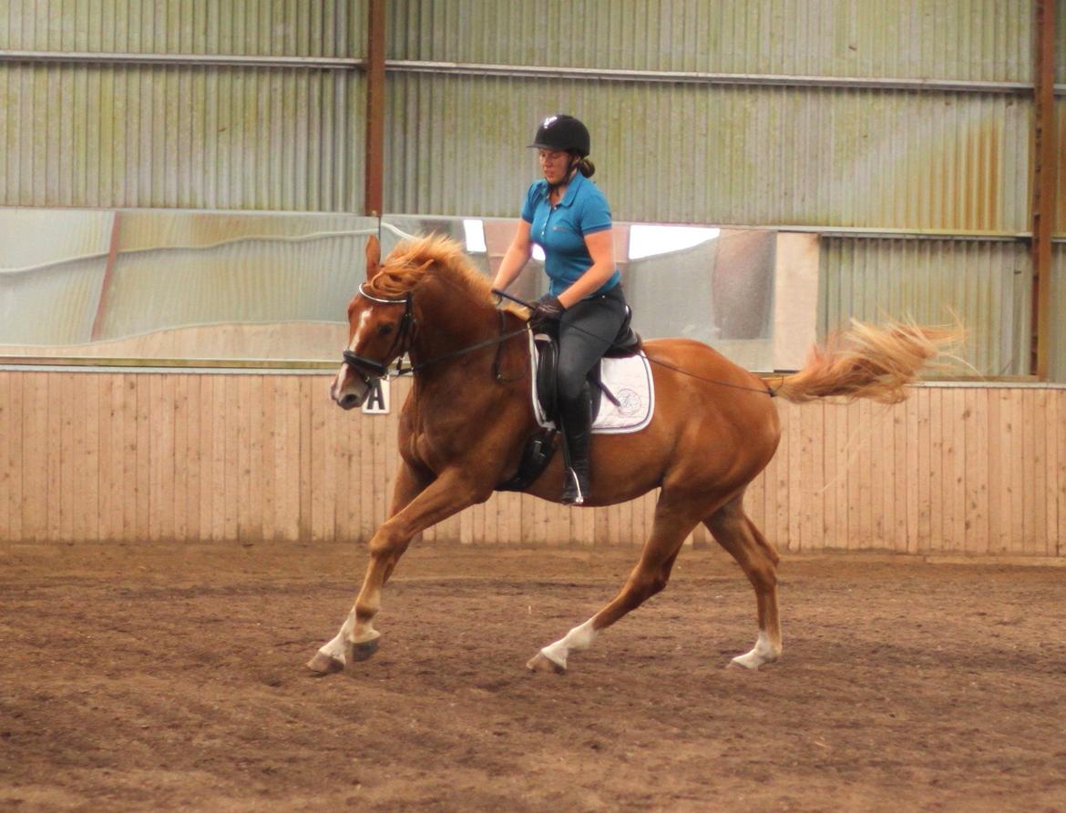 Dansk Varmblod Rotman Enshøj billede 4