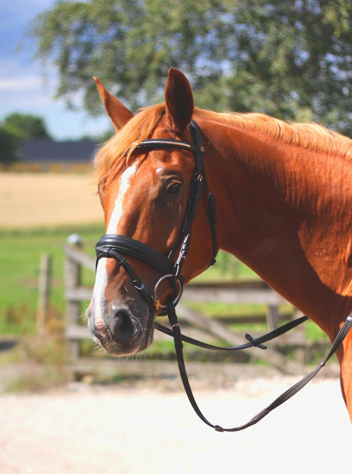 Dansk Varmblod Rotman Enshøj billede 5