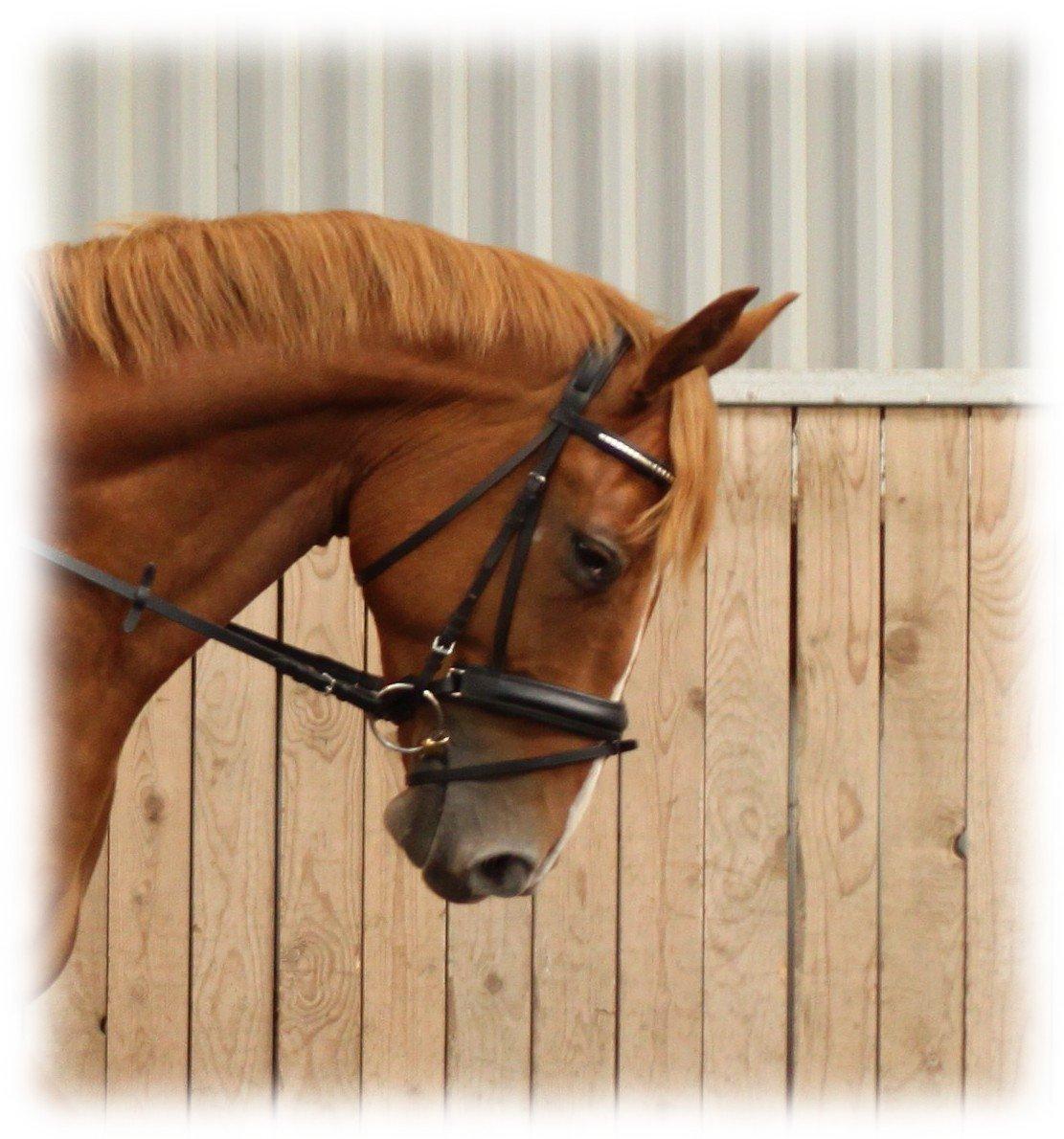 Dansk Varmblod Rotman Enshøj billede 6