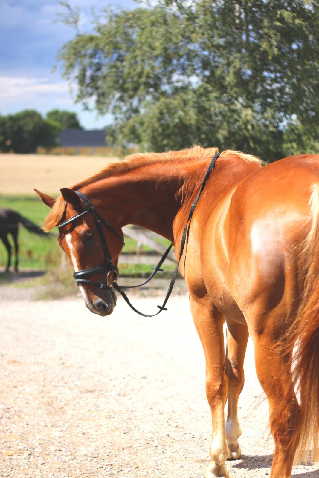 Dansk Varmblod Rotman Enshøj billede 7