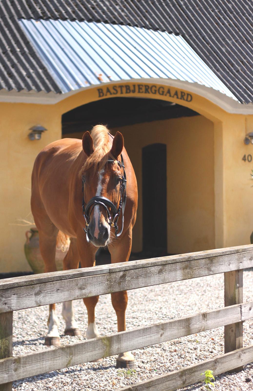 Dansk Varmblod Rotman Enshøj billede 8