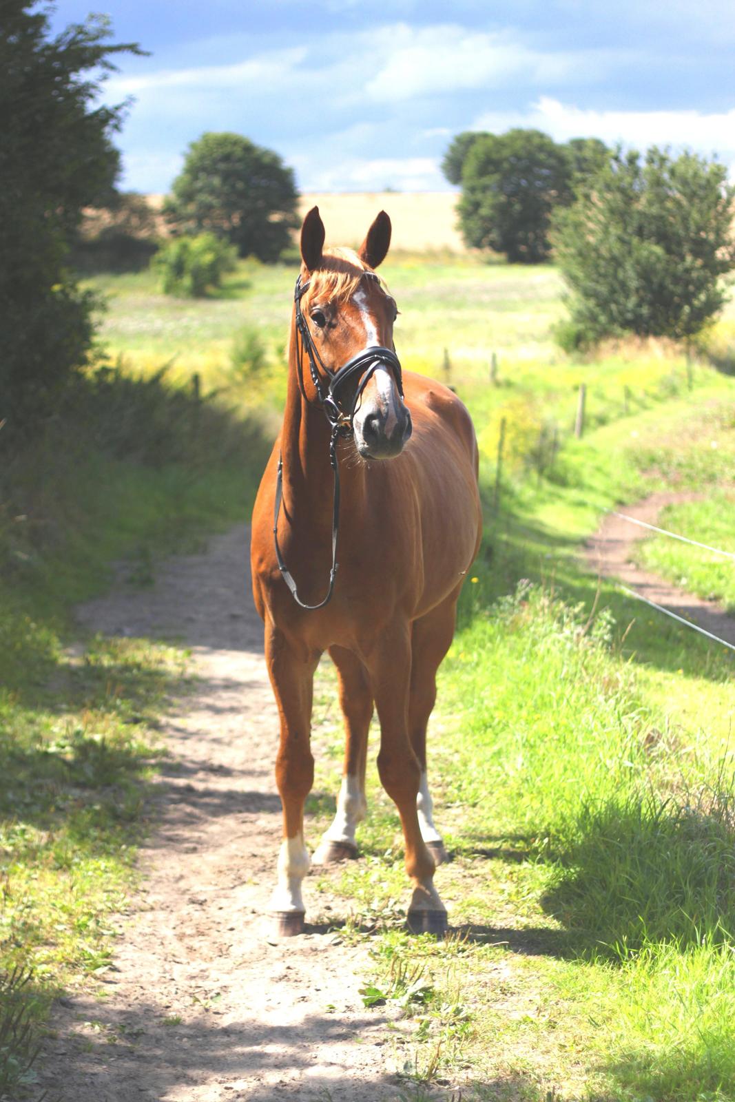Dansk Varmblod Rotman Enshøj billede 9