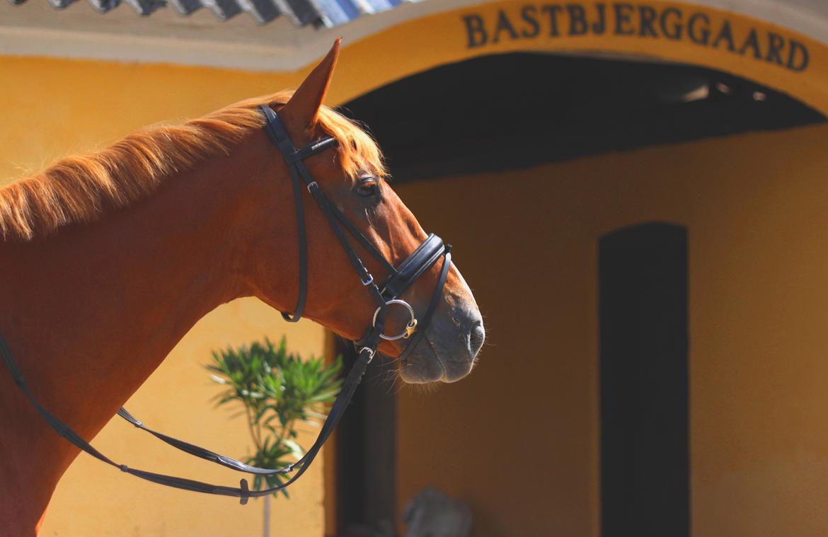 Dansk Varmblod Rotman Enshøj billede 10