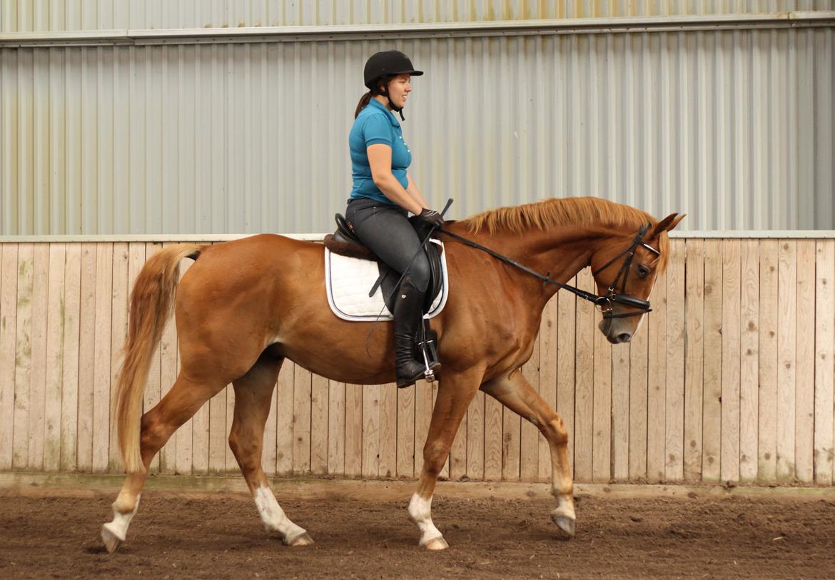 Dansk Varmblod Rotman Enshøj billede 12