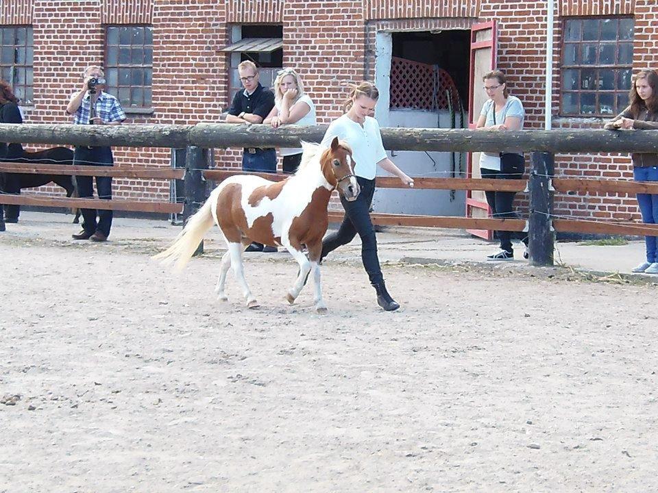 Dansk Miniature SH Millennium Surprise - #NYT# Eksteriørklasse for standard hopper, karakterene blev således 7-7-8-8. 2. plads (Foto: Maibrit) billede 14