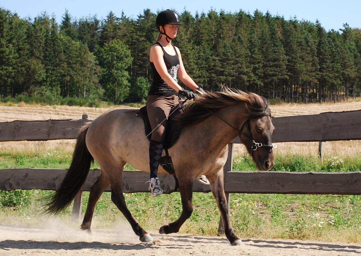 Islænder Sif frá Skarholt - Trav frem og ned 12/8-12 billede 3