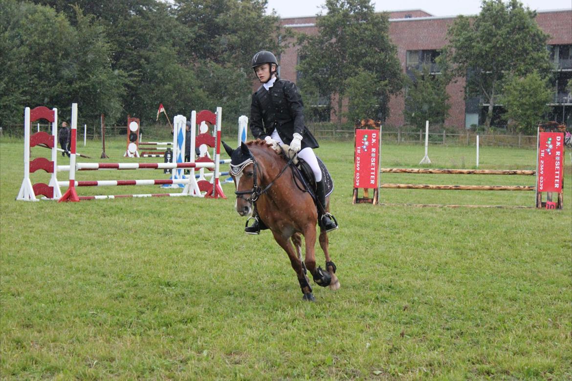 New Forest Søgård Roxana billede 11