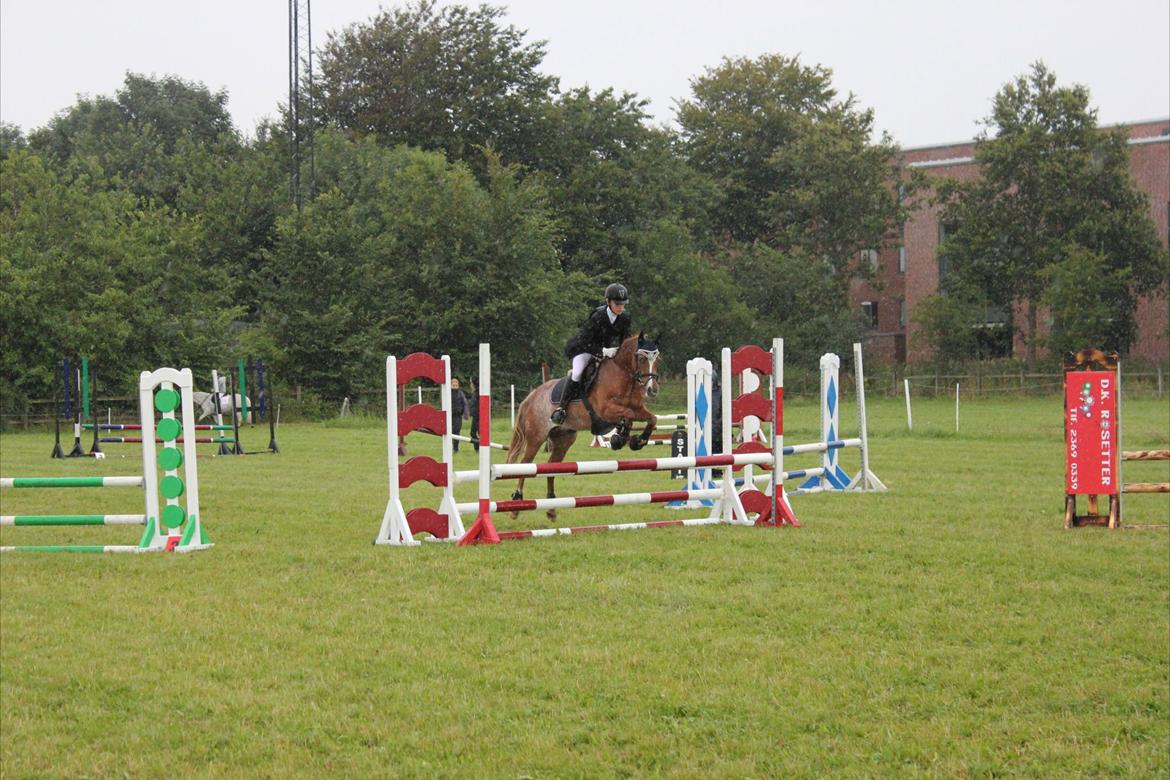 New Forest Søgård Roxana billede 12