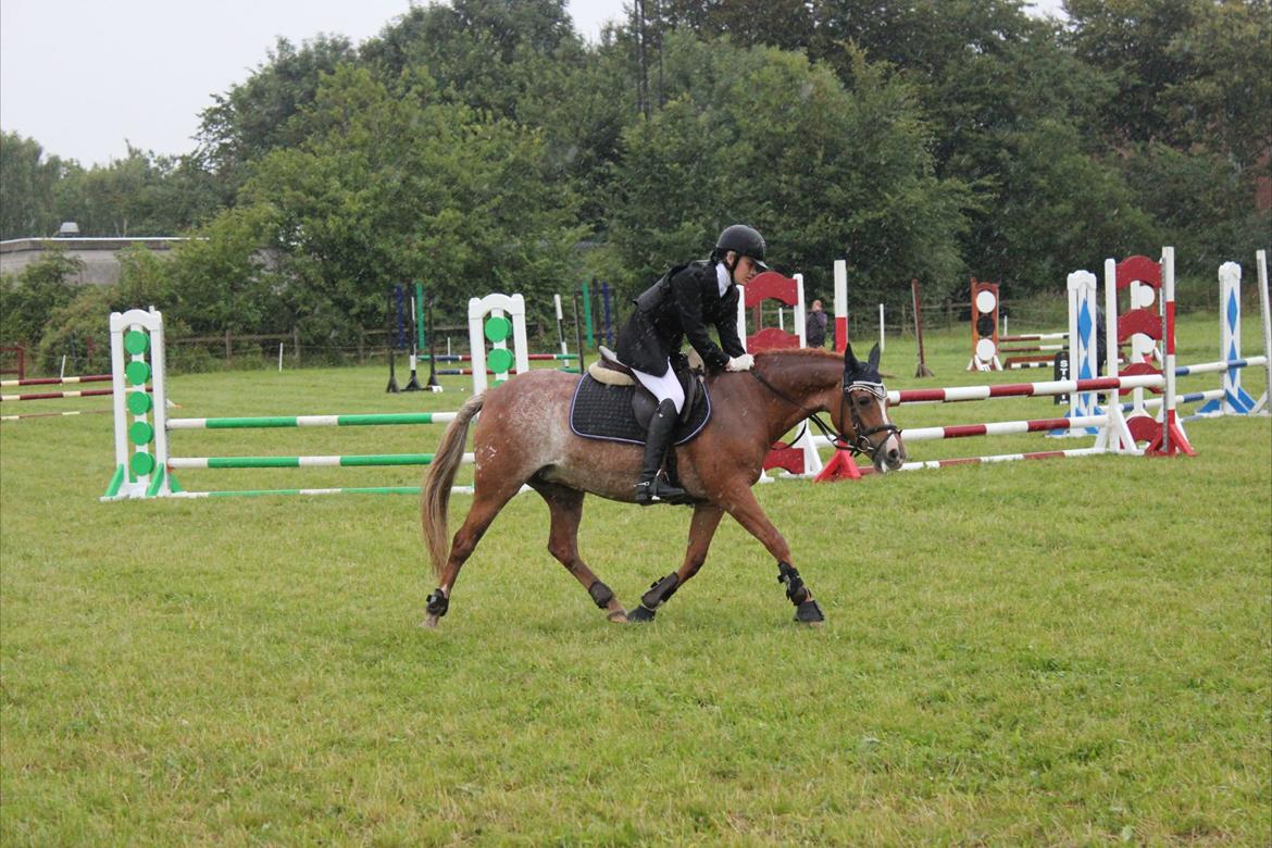 New Forest Søgård Roxana billede 13