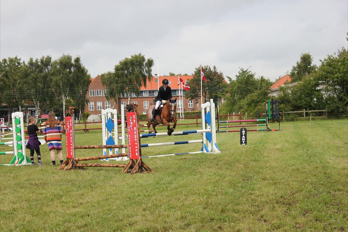 New Forest Søgård Roxana billede 14