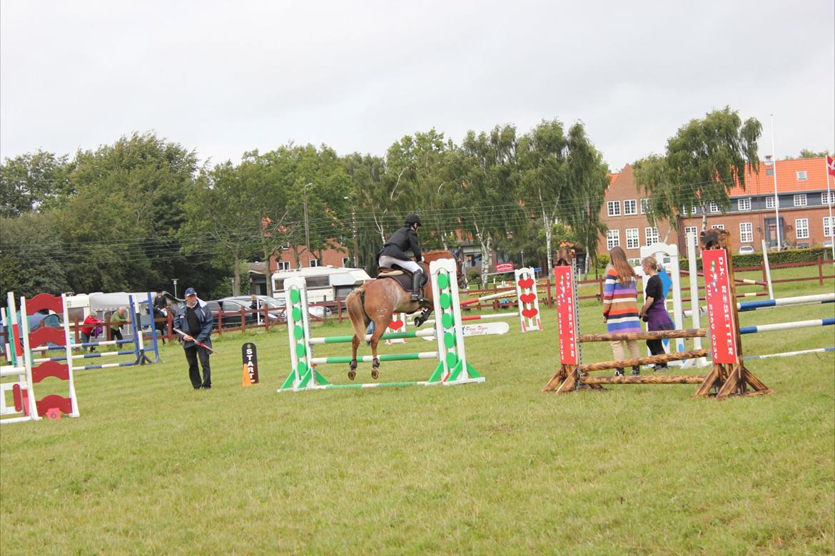 New Forest Søgård Roxana billede 15