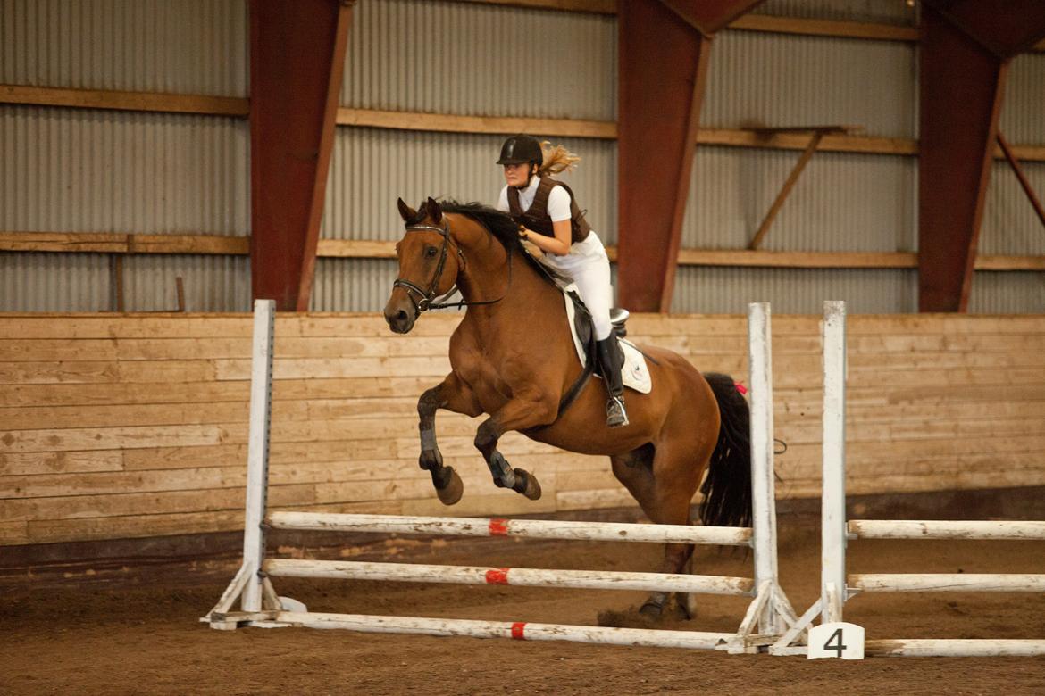 Dansk Varmblod Railo - "There are times when you can trust a horse, times when you can’t, and times when you have to" billede 12