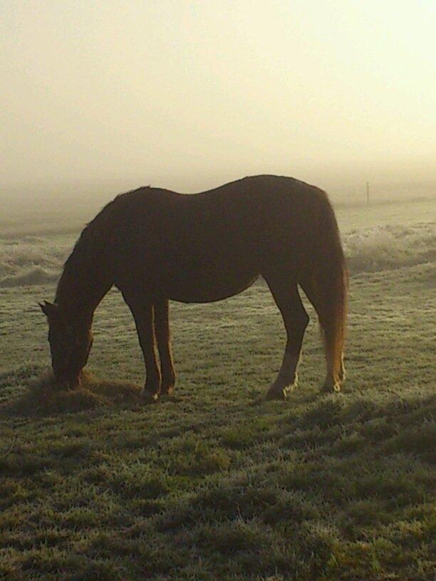Anden særlig race Chanel billede 1
