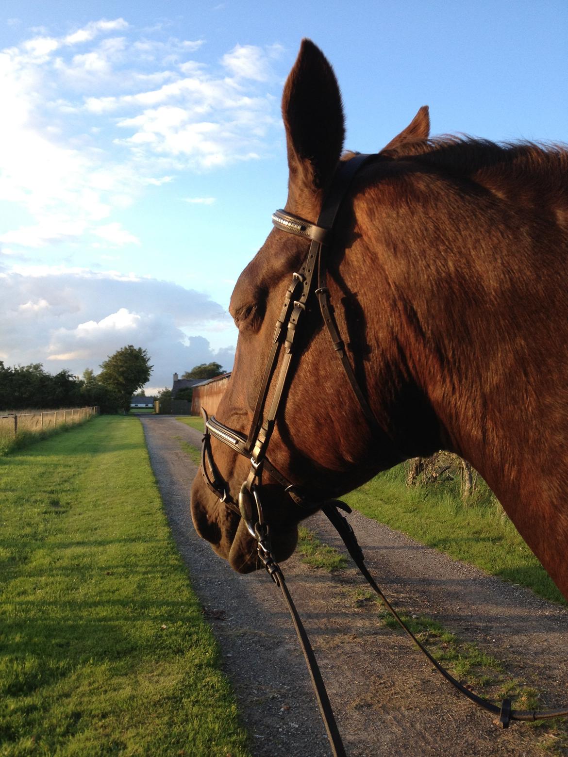 Anden særlig race Chanel billede 2