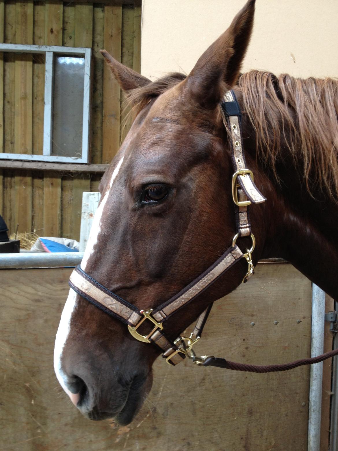 Anden særlig race Chanel billede 3