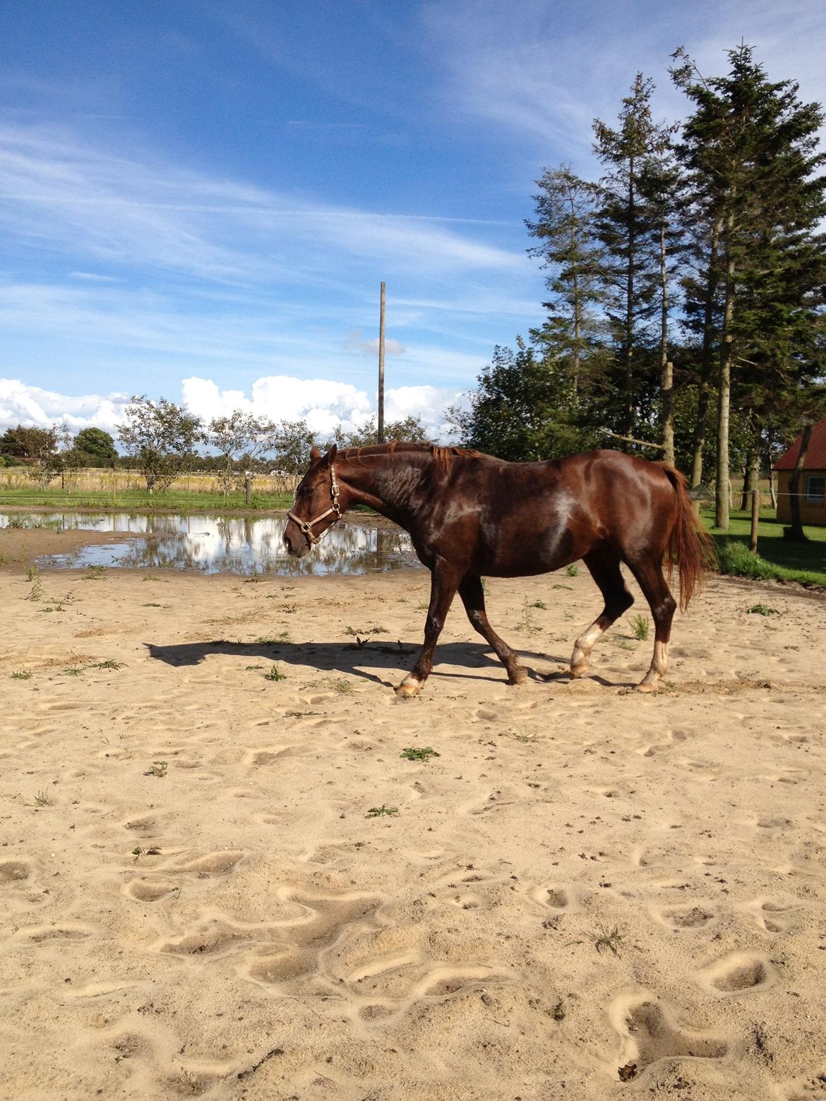 Anden særlig race Chanel billede 4