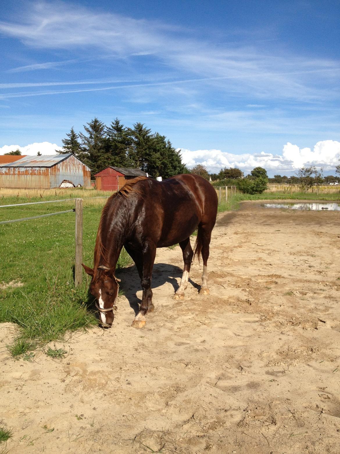 Anden særlig race Chanel billede 5