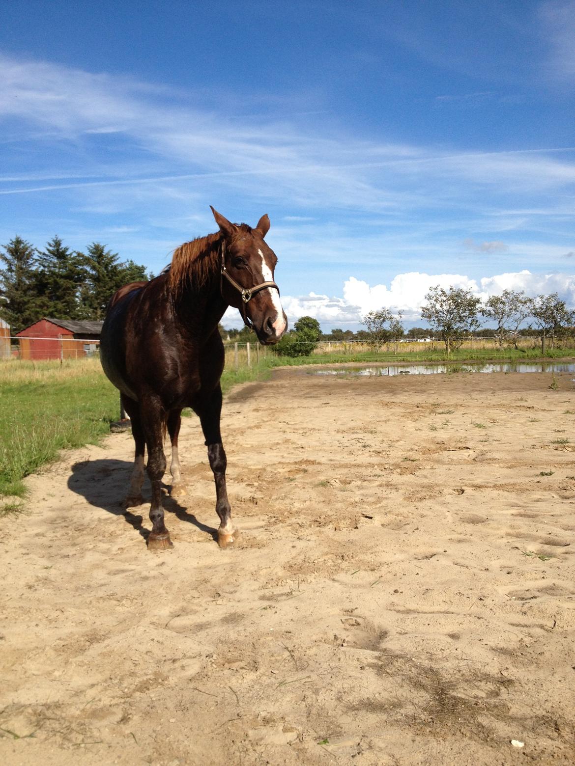 Anden særlig race Chanel billede 6