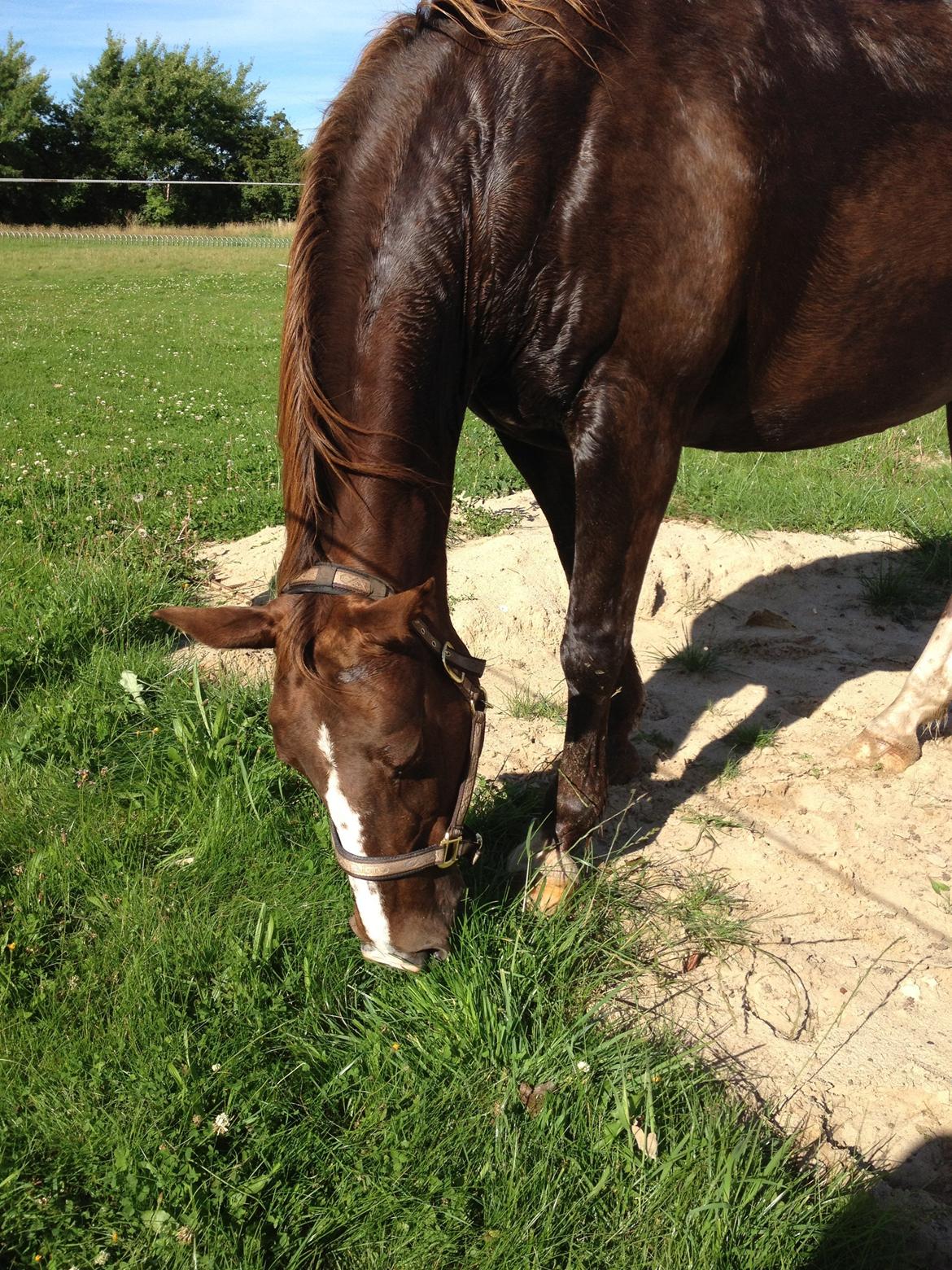 Anden særlig race Chanel billede 7