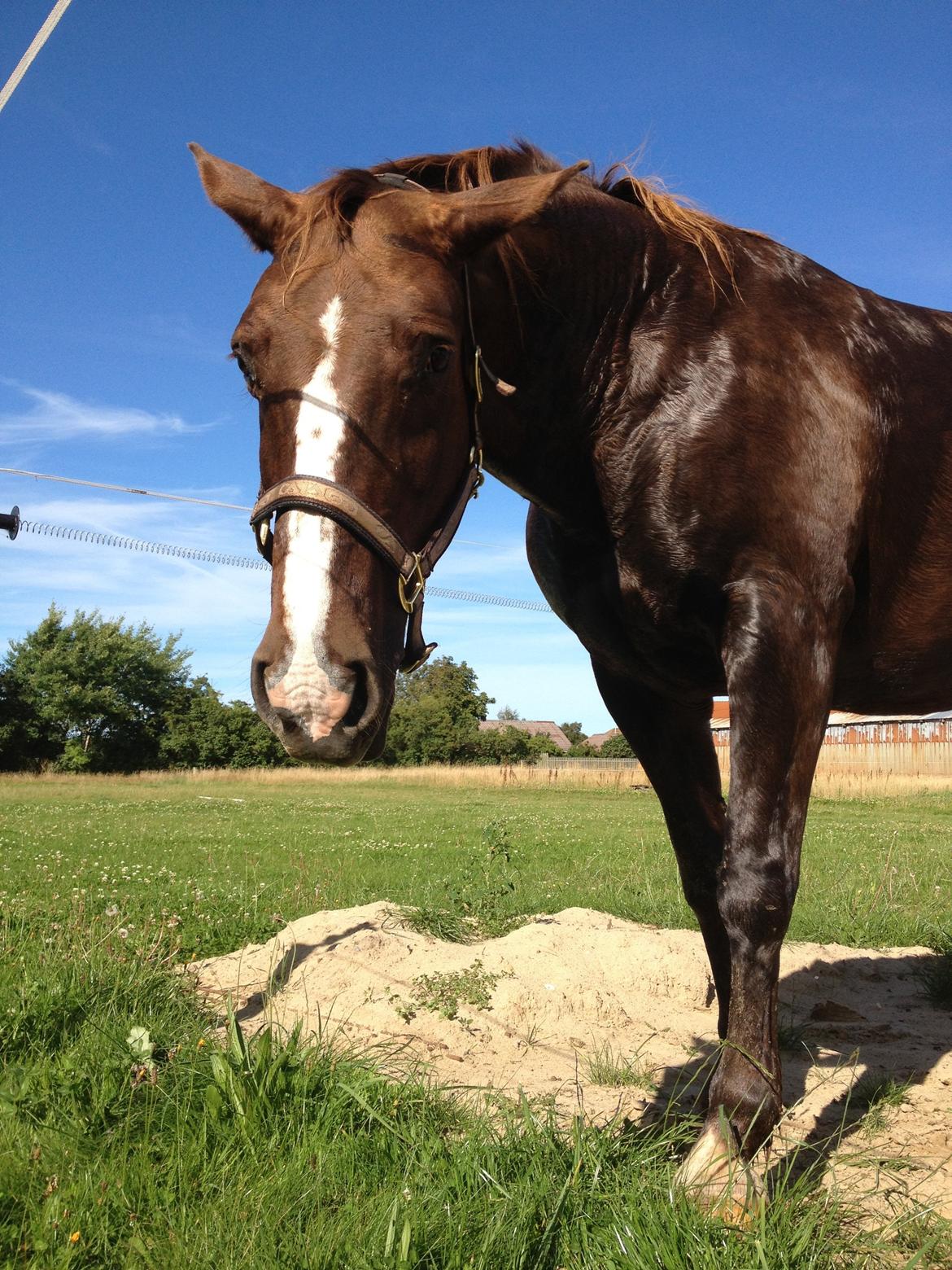 Anden særlig race Chanel billede 8