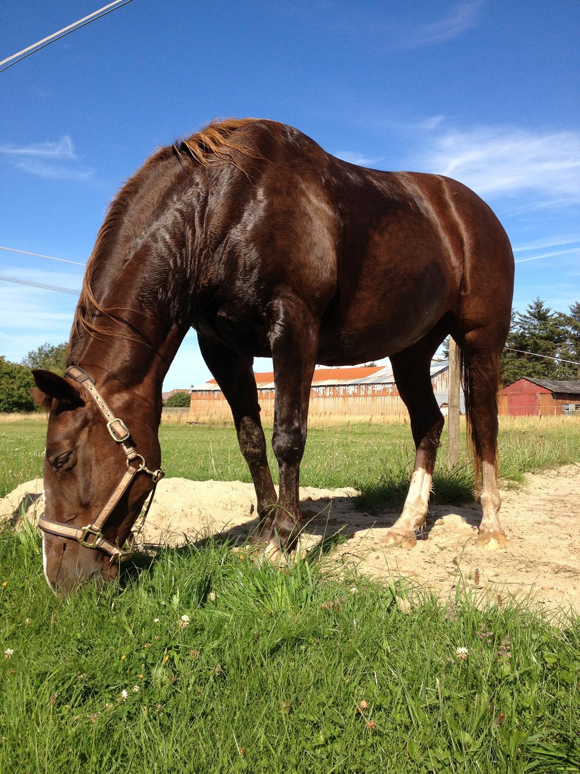 Anden særlig race Chanel billede 9