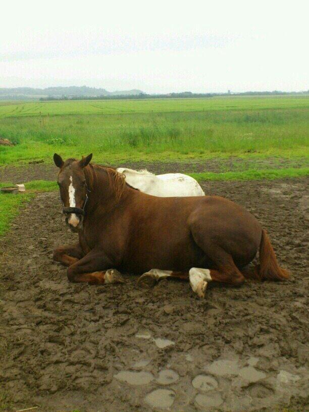 Anden særlig race Chanel billede 10