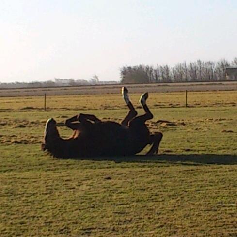 Anden særlig race Chanel billede 11