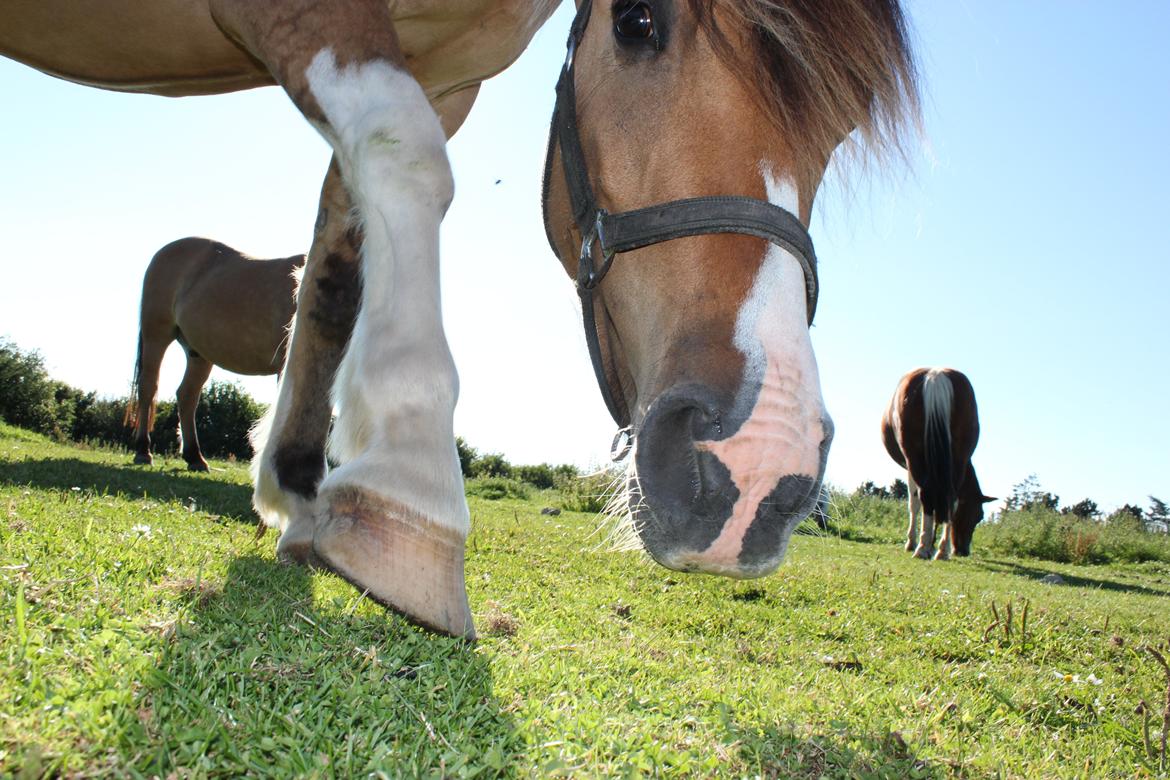 Anden særlig race Charming billede 19