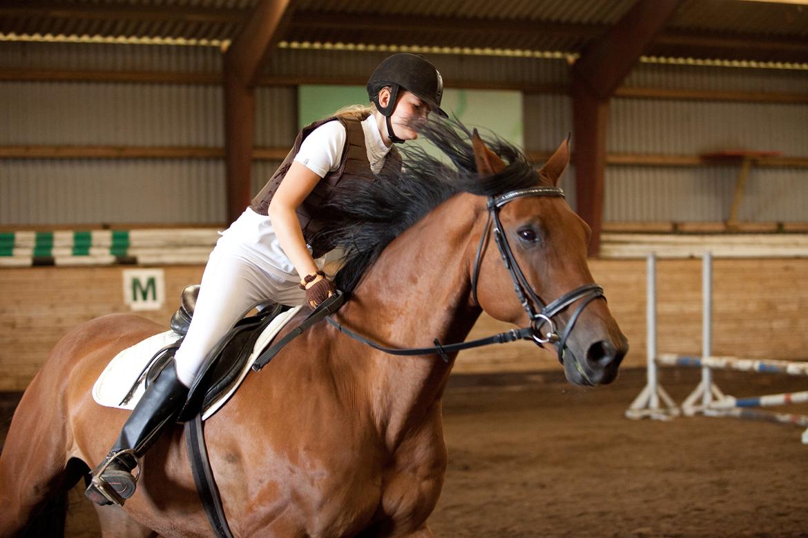 Dansk Varmblod Railo - "Storhed består ikke af aldrig at falde, men af at rejse sig efter hvert fald.” billede 13