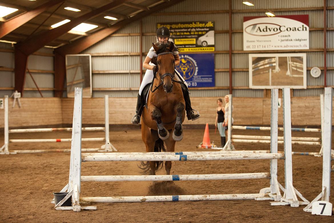 Dansk Varmblod Railo - "If you can dream it, you can do it" billede 14