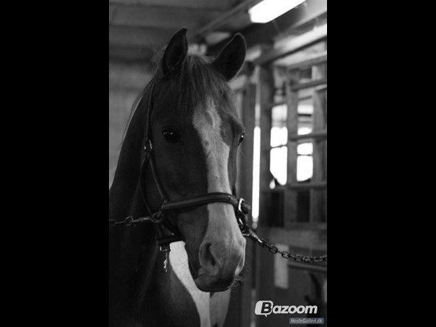 Anden særlig race Bailey<3 - Bailey byder jer velkommen:-) Smid lige en kommentar og en bedømmelse så bliver vi glade! billede 1