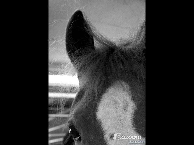 Anden særlig race Bailey<3 - Jeg elsker dig<3 billede 14