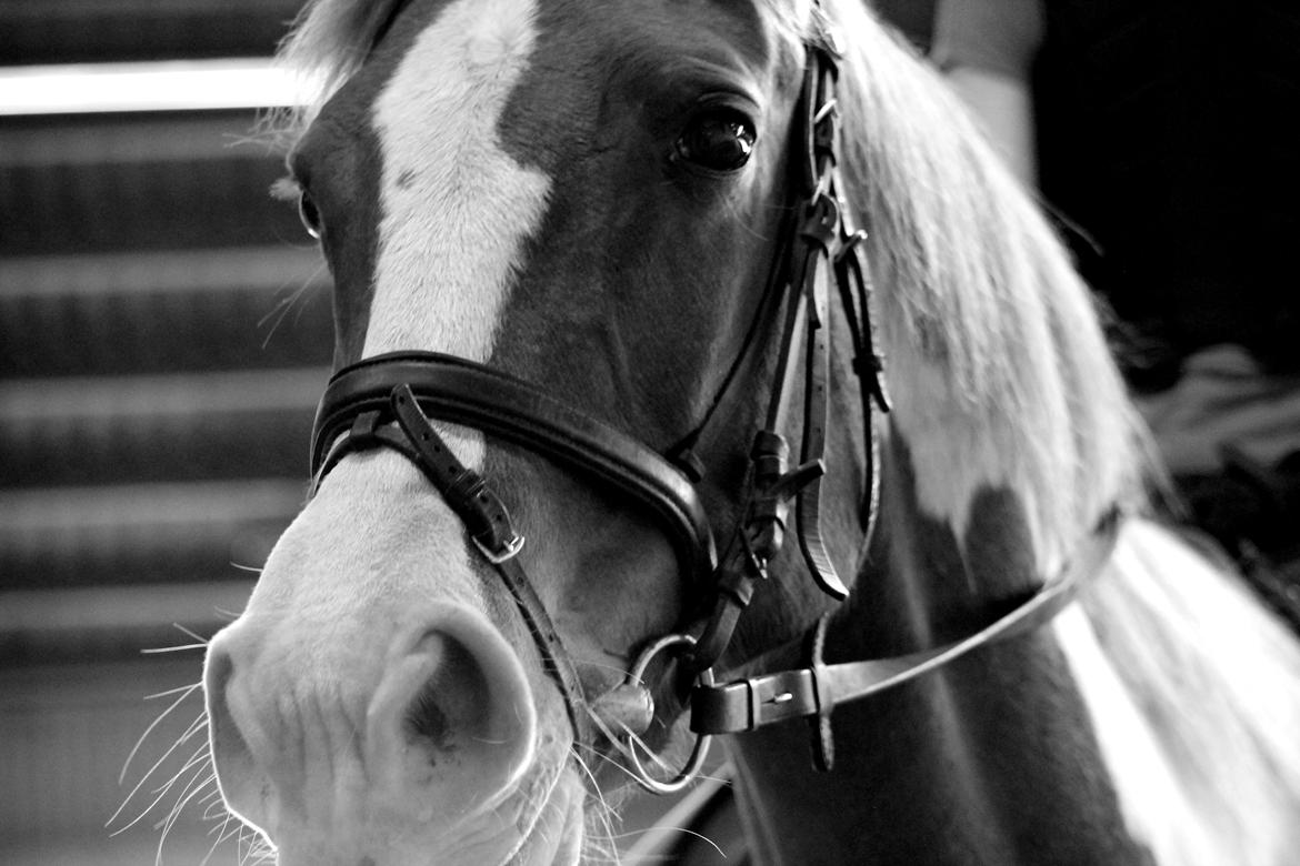 Anden særlig race Bailey<3 - "If I could give you one thing in life, I would give you the ability to see yourself through my eyes, only then you would realize how special you are to me."<3 billede 12