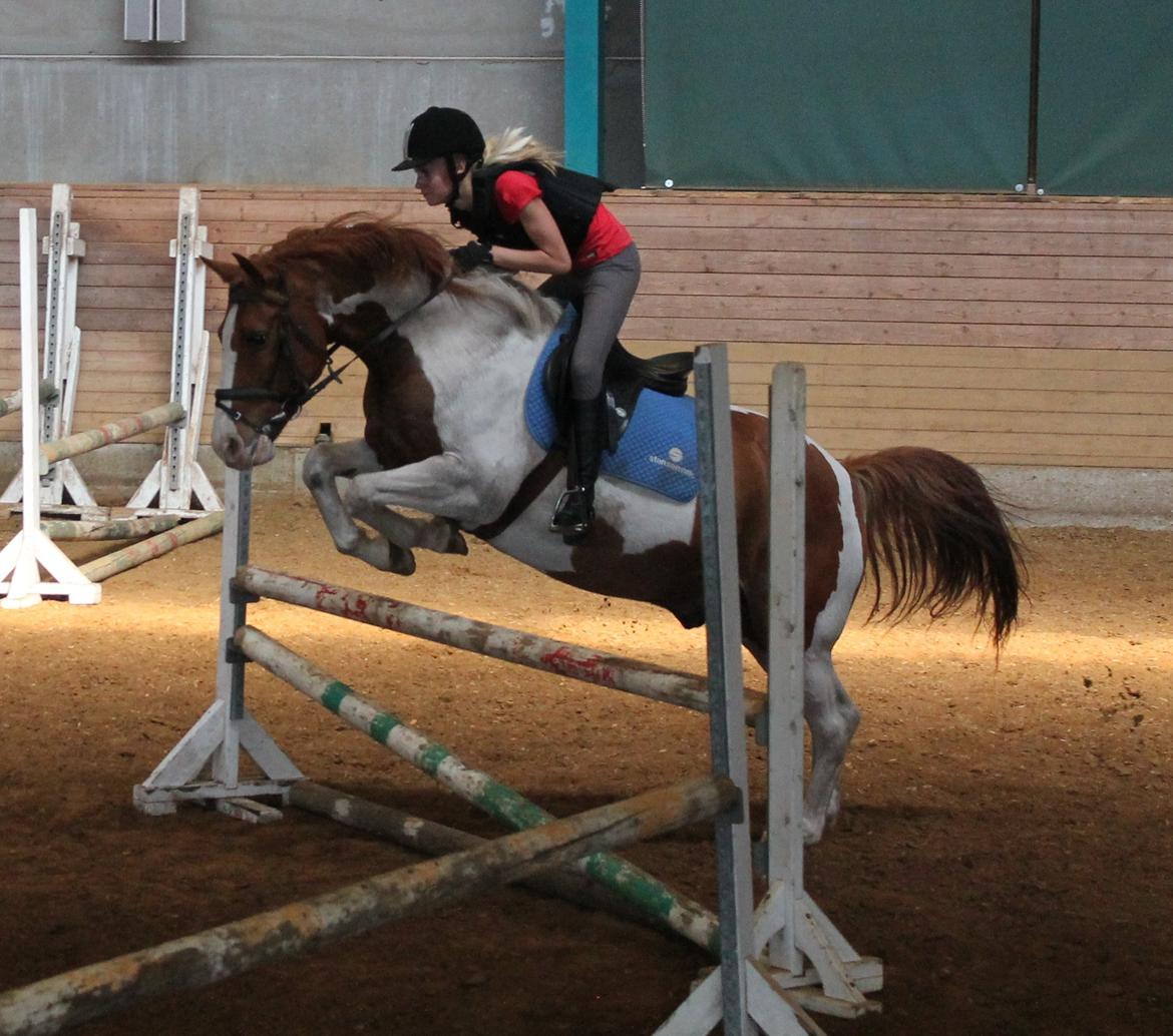 Anden særlig race Bailey<3 - "If you can dream it, you can do it."<3 billede 15