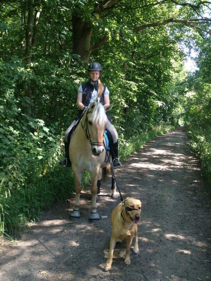 Fjordhest Victor *Forever In My Heart* - Mine to guldklumper ♥♥. billede 17